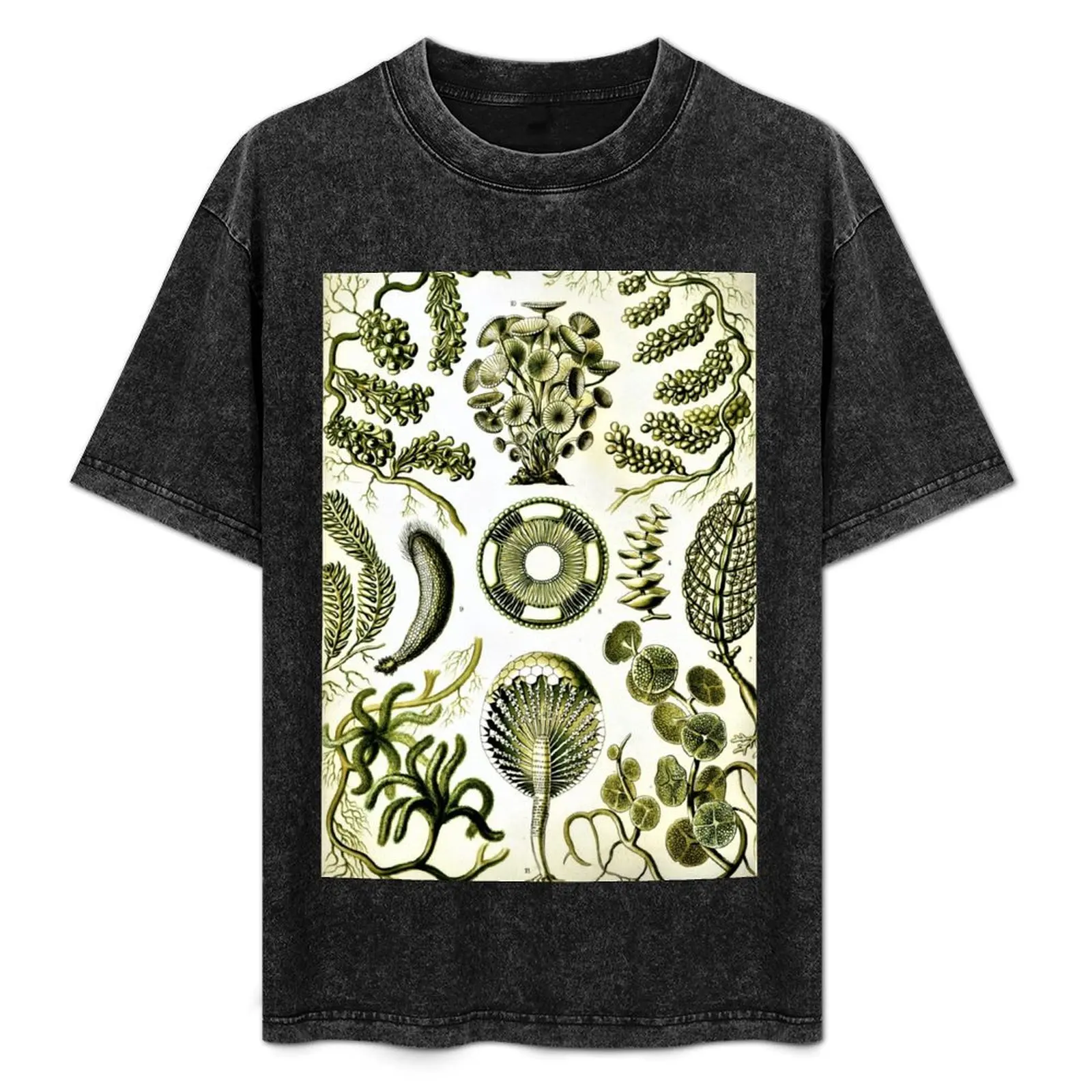 

Vintage Algae Species T-Shirt Essential Solid Color T-Shirt