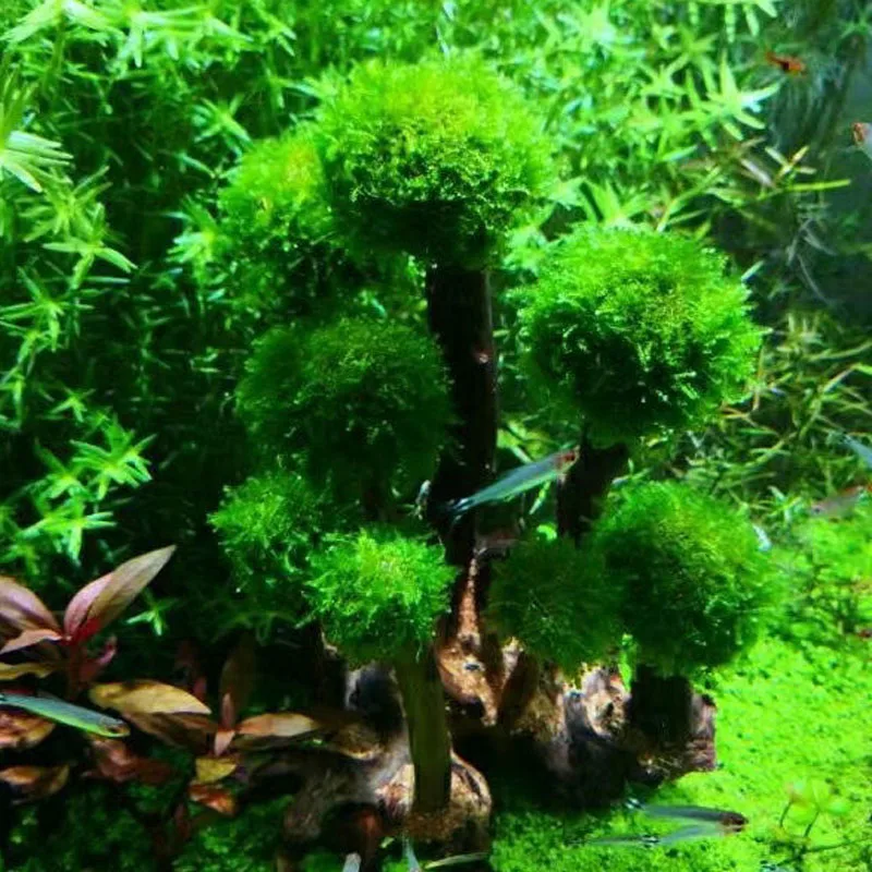 Fish Tank Plant Moss Tree Landscaping Decoration Wood Plant Root Driftwood Aquatic Plants Grass Aquarium Accessories (No Moss)