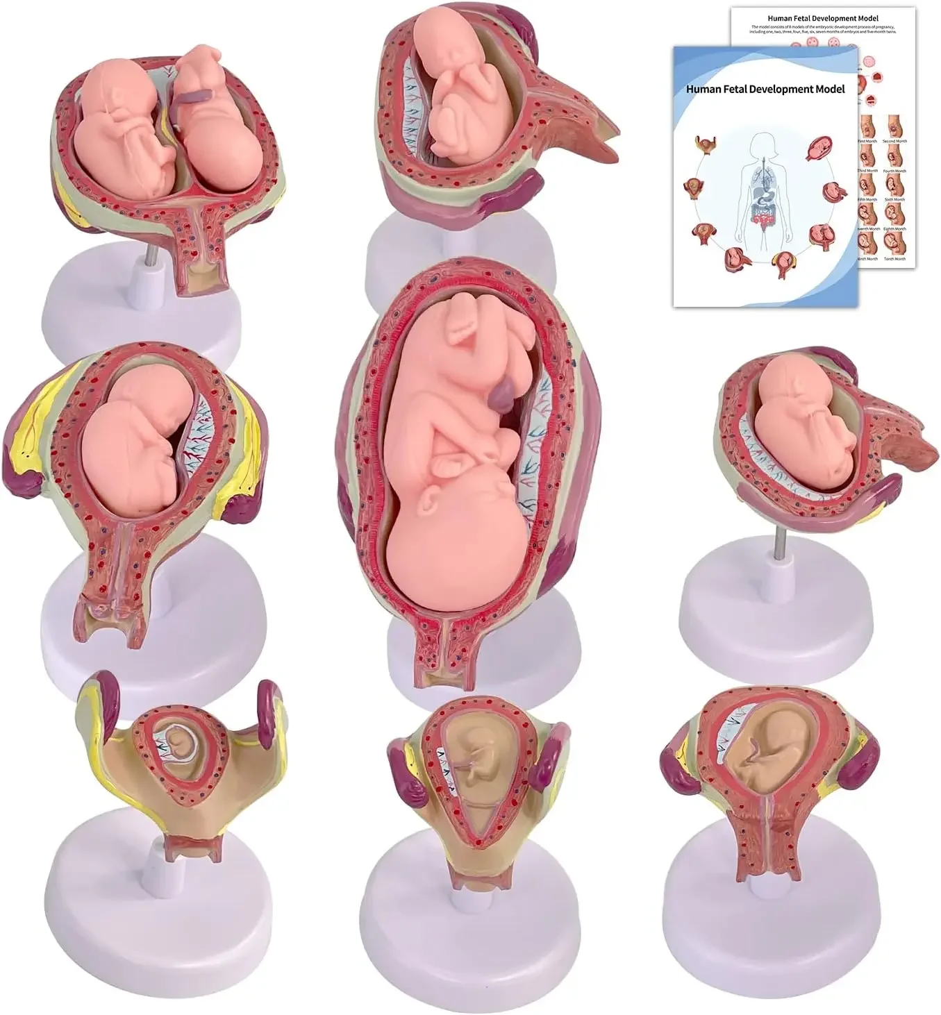 Human Fetal Development Model Baby Foetus Pregnancy Anatomy Labs Pregnancy Series Embryonic Set of 8 Anatomical Model Anatomical