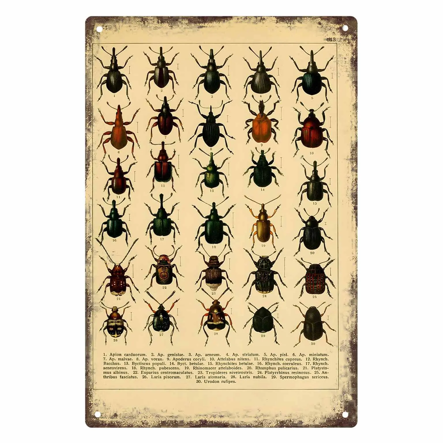 2D FLAT 1pc Vintage Beetle Insect Illustration Metal Wall Sign Decoration for Home Cafe Garage Bedroom Porch And Garden