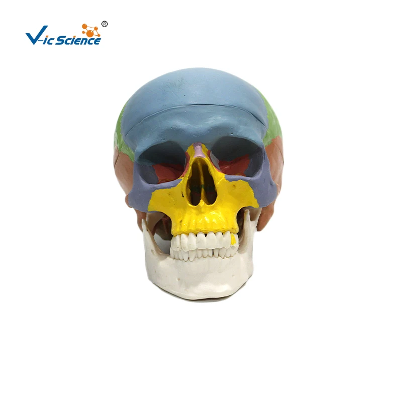 

Advanced Adult Colorful Skull Model in PVC for Medical Science Anatomical Skeleton Model for Medical School and Nurse Training