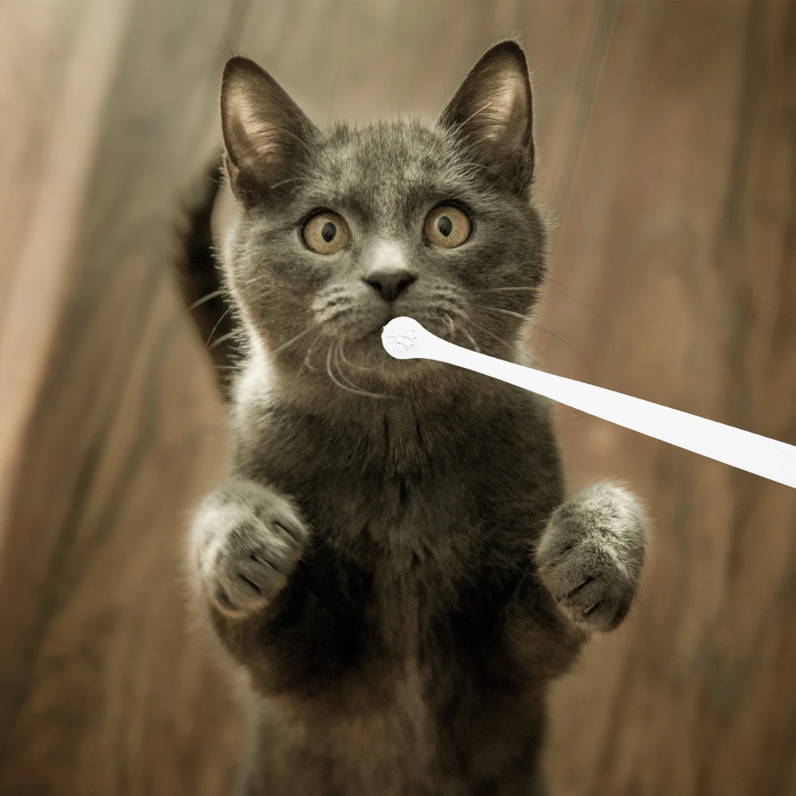 

6 Pcs Cleaning Brush Cat Toothbrush Pet Kitten Teeth Plastic for Dogs Toothbrushes