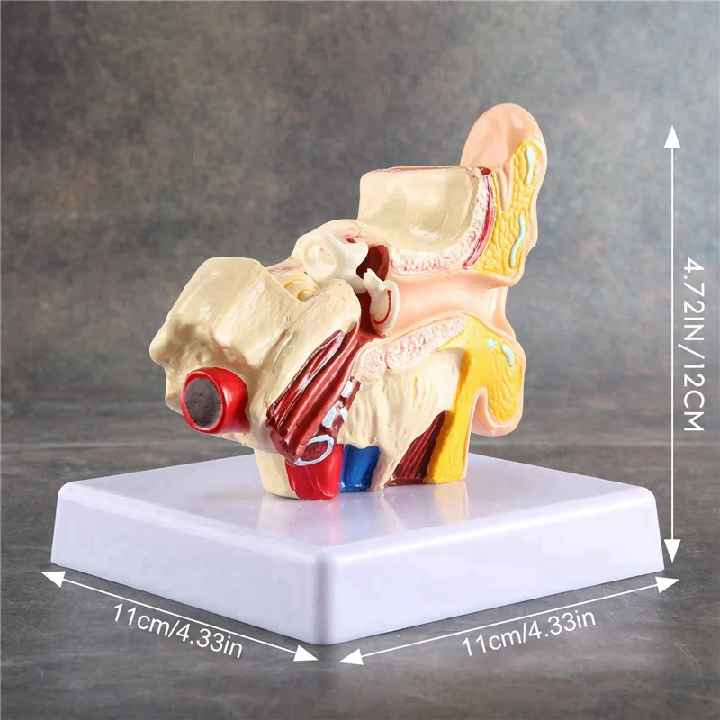 SB-5X 1.5X Human Ear Anatomy Model - Professional Desktop Inner Ear Structure Simulation Model For Education