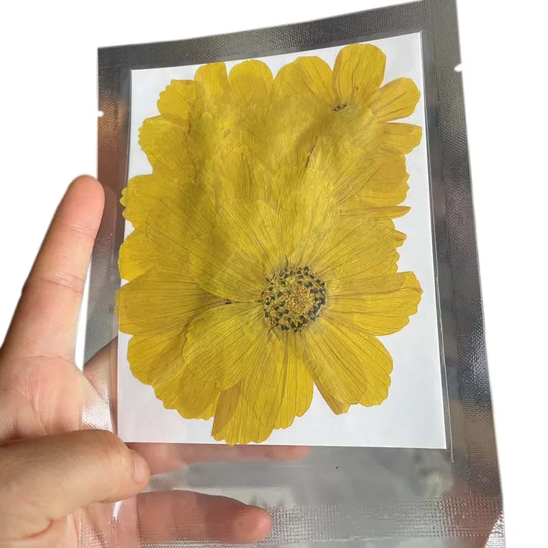 7~9CM/12PCS Natural Dried Large Pressed Galsang Flowers Heads,Dry Sunflower For Epoxy Resin Jewellery,Candles Making Decoration