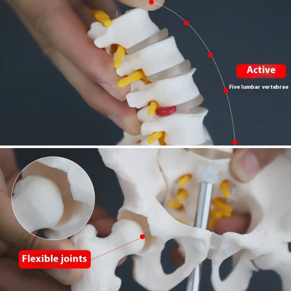 حوض نصف بالحجم الطبيعي مع 5 نماذج فقرات قطنية، إصلاح العمود الفقري القطني بعد الولادة لمفاصل الحوض إطار هيكلي متحرك #4