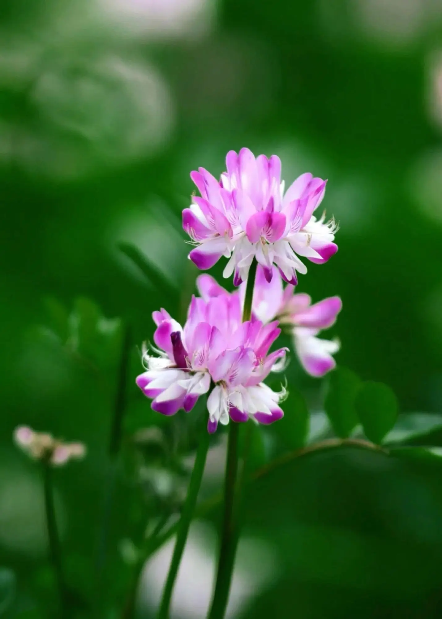 Wireless Calling System Watch Receiver Caller Wait Vibration Wristband Restaurant Pager for Cafe Hotel School Nursing Home