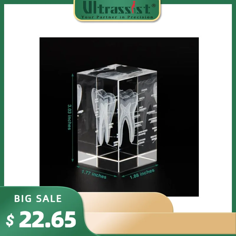 Ultrassist 3D Human Tooth Crystal Model, Laser Etched Anatomical Model for Home and Office Decoration, Dentists Gifts