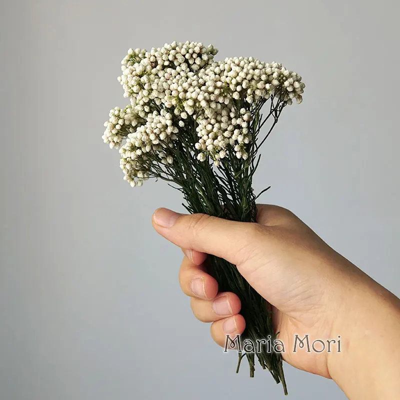 Ozothamnus diosmifolius Decoration DIY Crystal Glue Handmade Candles Epoxy Flowers  Preserved Flowers