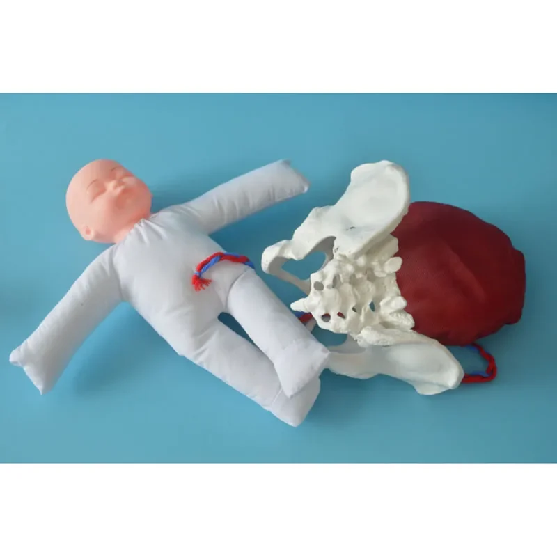 1:1 Life Sized Human Delivery Demonstration Pelvis Teaching Anatomy Model Fetus Umbilical Cord Placenta Model