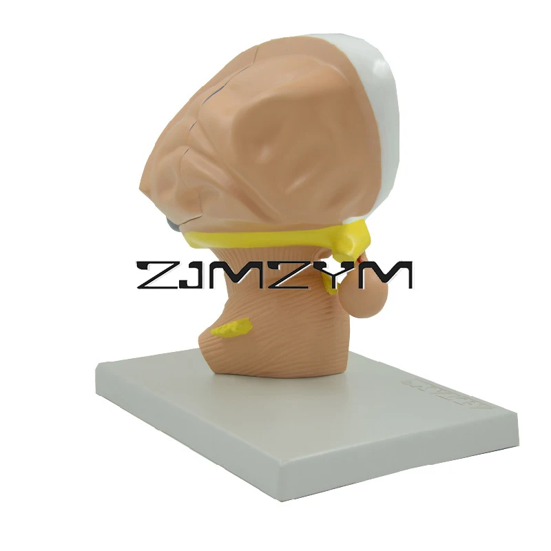 Modelo Visual do Ensino do Cérebro, Modelo do Cérebro Humano, Modelo Thalamics, 4 Componente