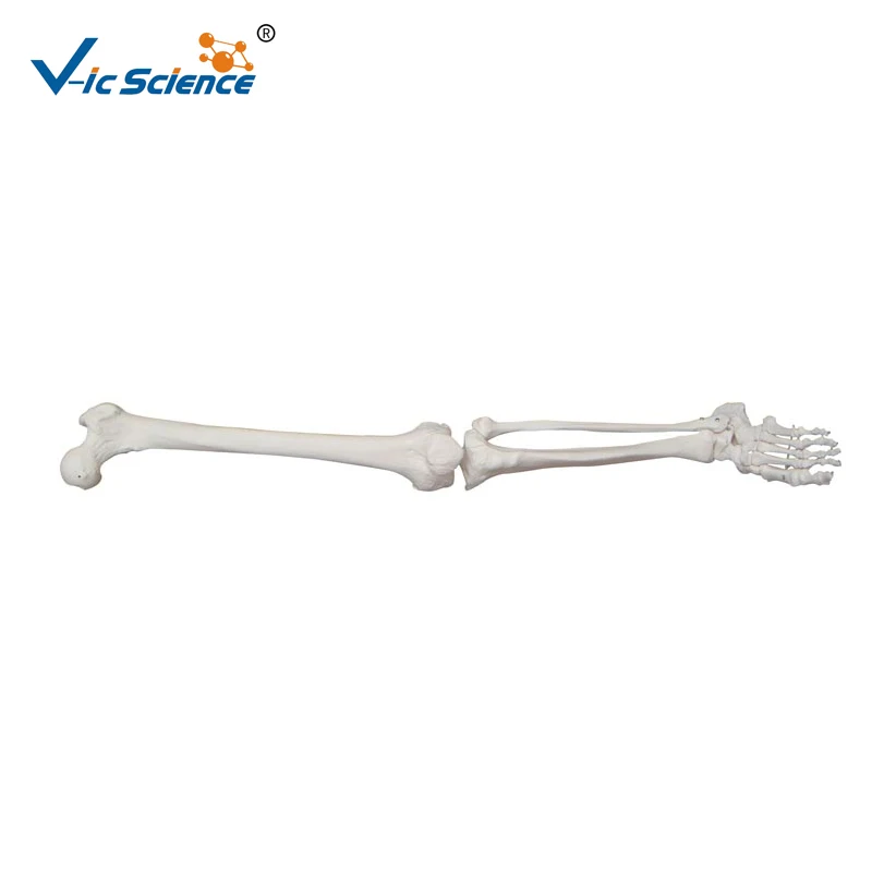 

Life-Size Lower Extremity (In pairs) Skeleton Model Human