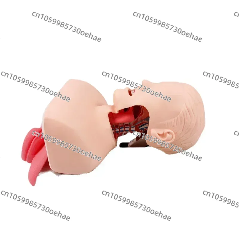 Human Tracheal Intubation Tracheal Intubation Simulation Population Nasopharynx Airway Insertion Emergency Training Mold