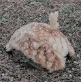 deer skin