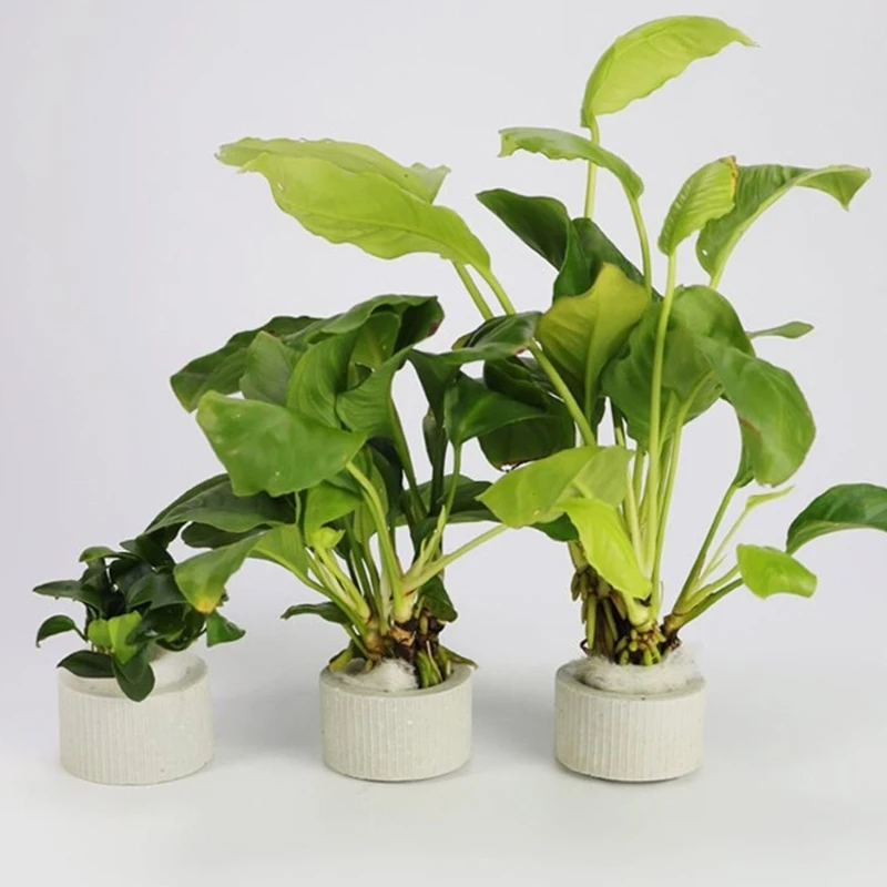  Pack of 5 Ceramic Plant Fasteners Holder Rings for Aquarium Greenery Secure Base