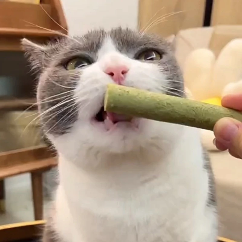 Vara grama natural pequenos animais trata brinquedo gatinho gato boca saudável mastigar brinquedo