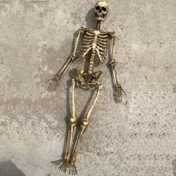 1 Set/1 PC Human Beings Skeleton PVC Model 1/12 Scale 7-Inch skull Action Figure Toys Handmade Model 3D simulation Accessories