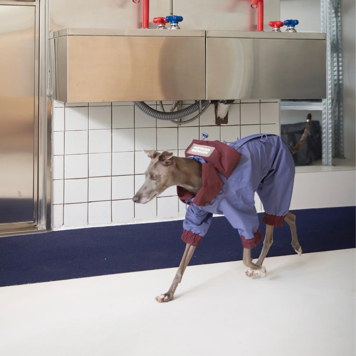 Spring Green Windproof Raincoat for Dogs 4-legged Purple Waterproof Dustproof Zipper Pocket Jacket for Italian Greyhound Outdoor