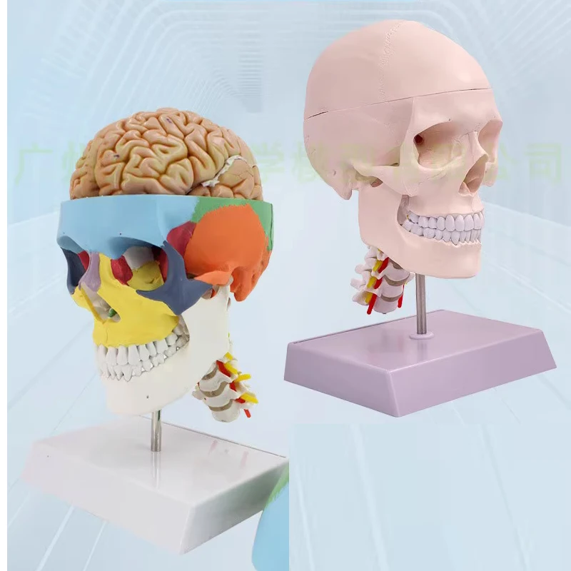 Medical simulation of 1: 1 skull anatomical specimen  skull model detachable color skull