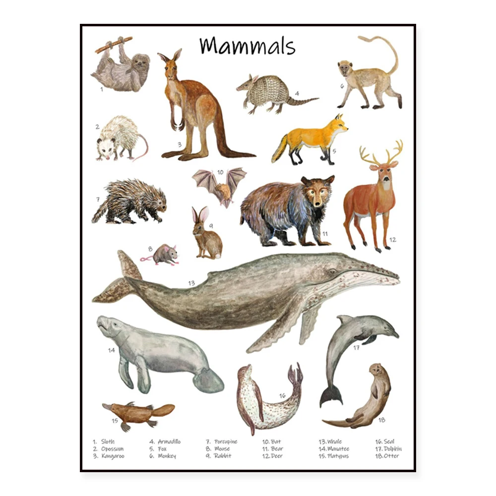 Mammals, arctic animals, reptiles classroom posters, watercolor wildlife art prints, nature studies, ecology art, biology prints