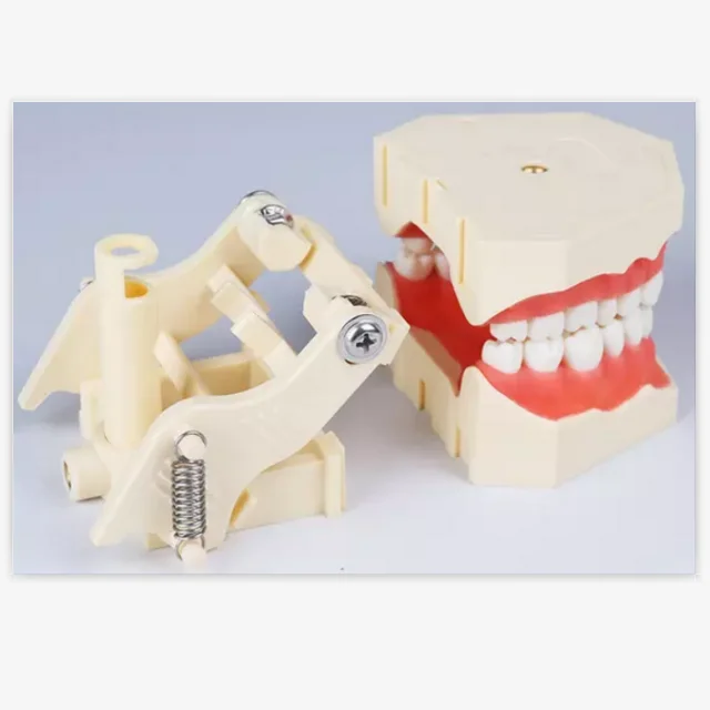 Resins Dentals Typodont Model Removable Teeth Anatomical Study Model
