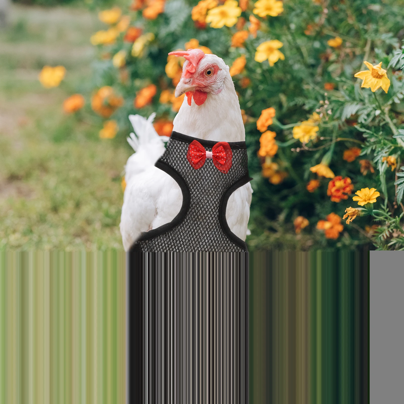 

Pet Chicken Leash Durable Hen Durable Rooster Harness Rope Chickens Rooster Leash Adjustable Walking Outdoor Pet Supplies