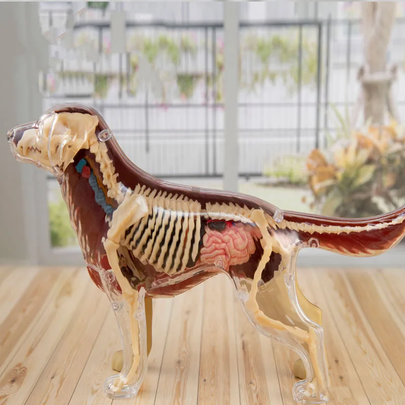 4D Vision Animal Dog  Animal Organ Anatomy Model 29 Parts Detachable Medical Science Teaching Supplies