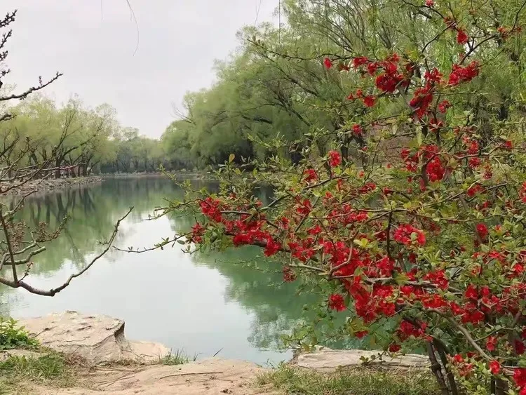 

Комплект из 4 шин для краулеров с металлическими дисками и ступицами 0,7 дюйма для радиоуправляемых моделей AXIAL 1/30 SCX30, запчасти для тюнинга