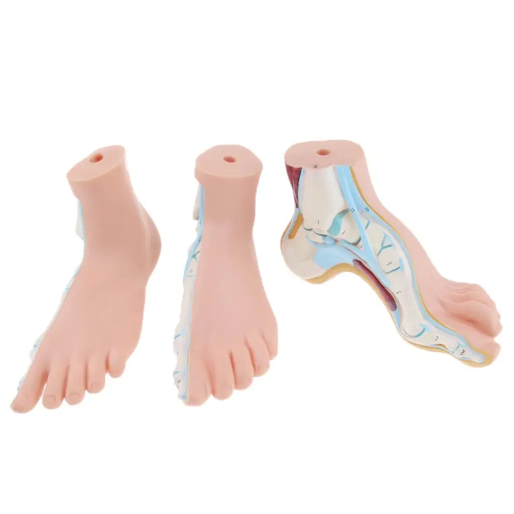 3 Stk. Human Foot Model Arched Normal Flat Foot Model Anatomical