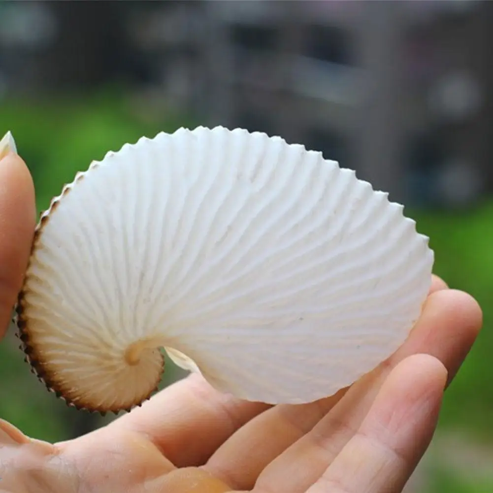 5cm Natural Conch Marine Terraces Wall Decoration Coral Large Gifts Snail Collection S Conch Sea Specimens Octop X8e7