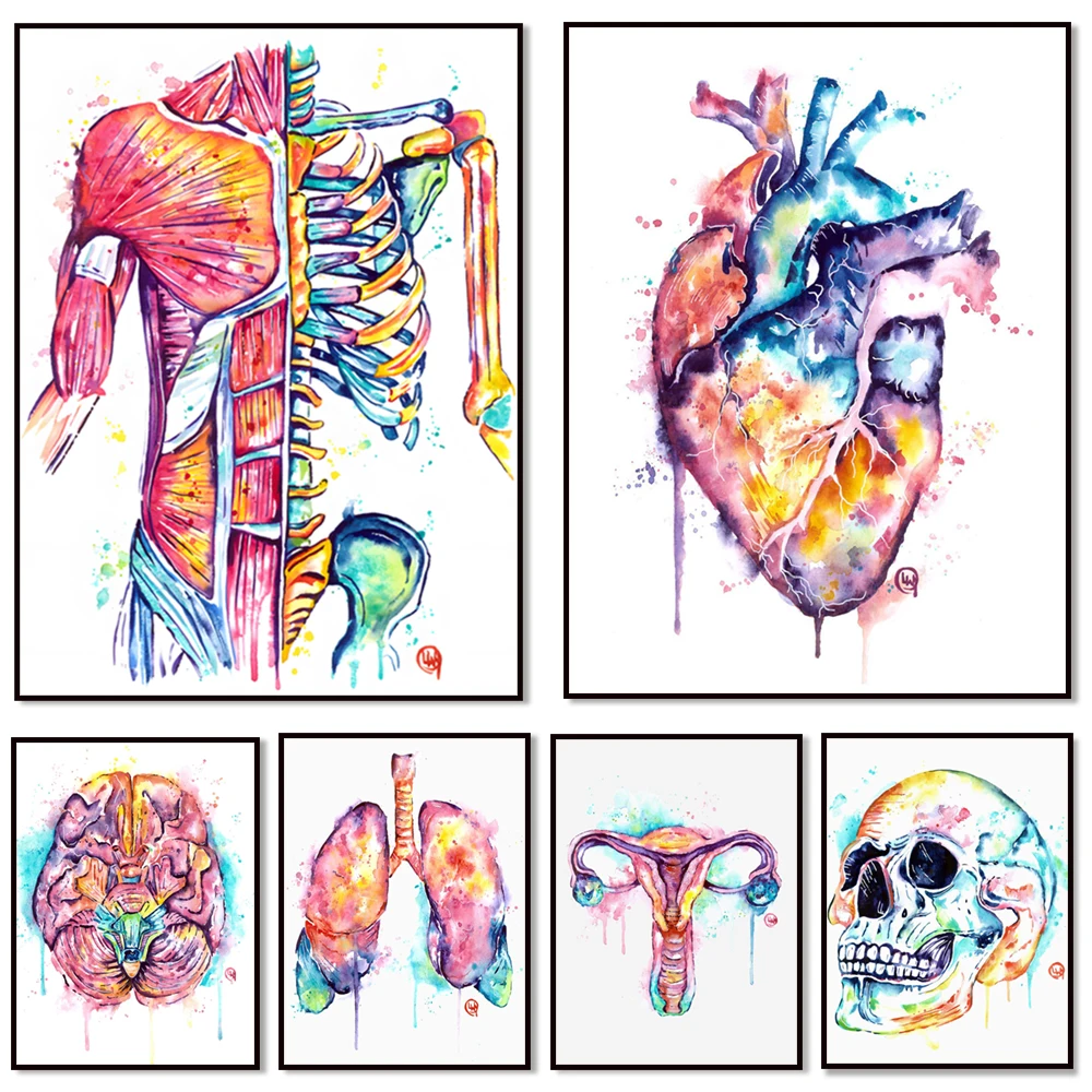 Muscular Anatomy Art, Anatomical Watercolor Painting, Anatomy Art, Massage Therapist Gift, Physio Artwork, Med School grad,