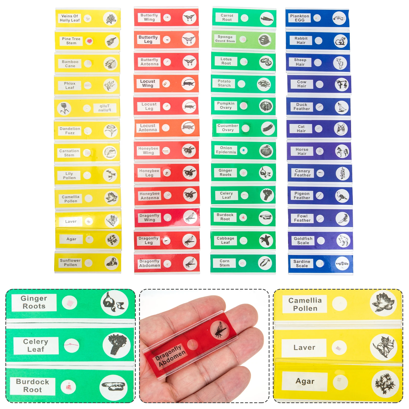 

English Tags Microscope Slide Collection Kit Slides Samples Plastic for Kids with Specimens Labeled