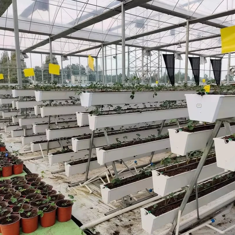 

Customized greenhouseTomato Greenhouse Frame Low-cost Agricultural Multi-span Plastic Film Greenhouse