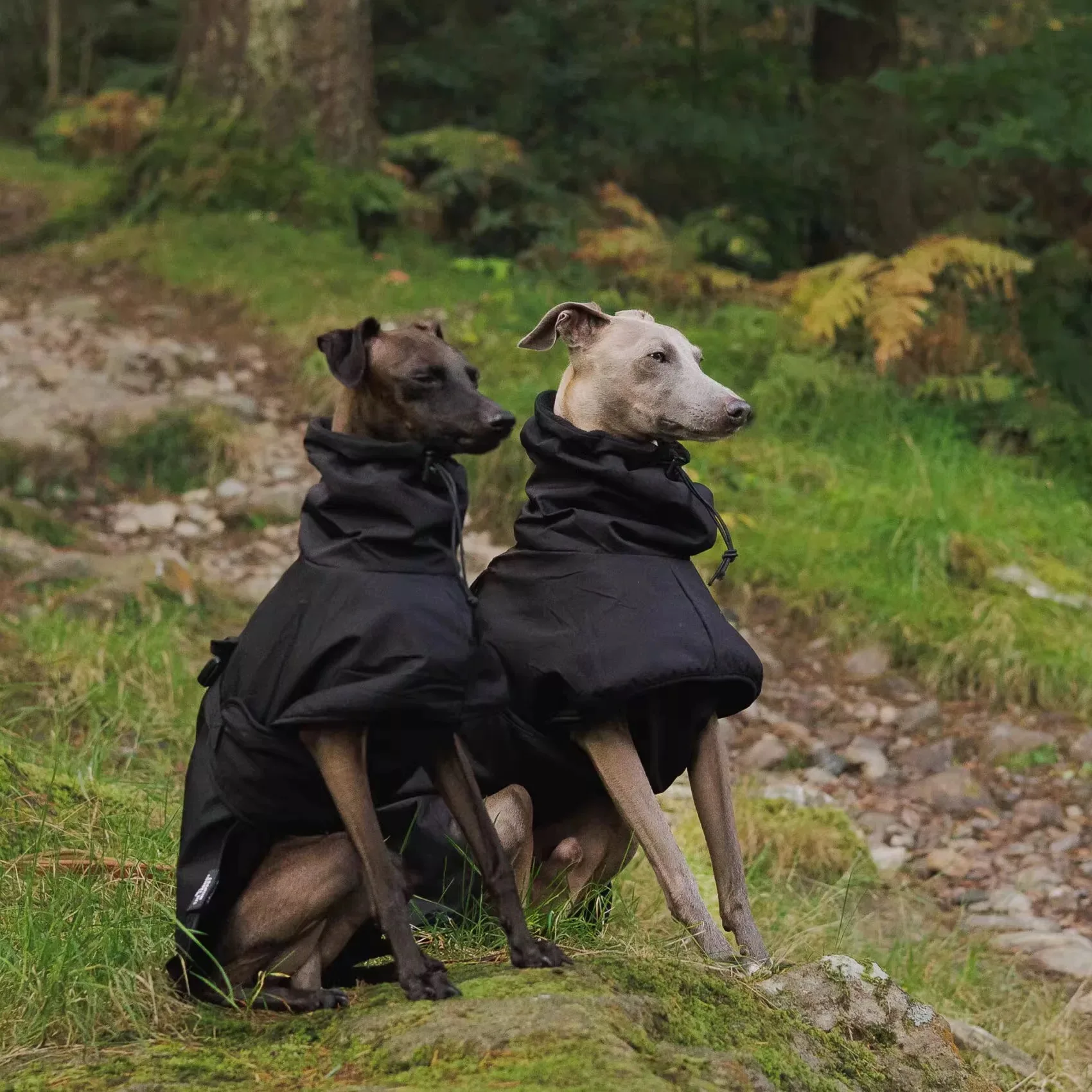 Modischer Regenmantel für Airless Terrier, weiche Welpenkleidung, warmer wasserdichter Mantel für italienische Windhund-Whippet-Hundejacke – Detail 4