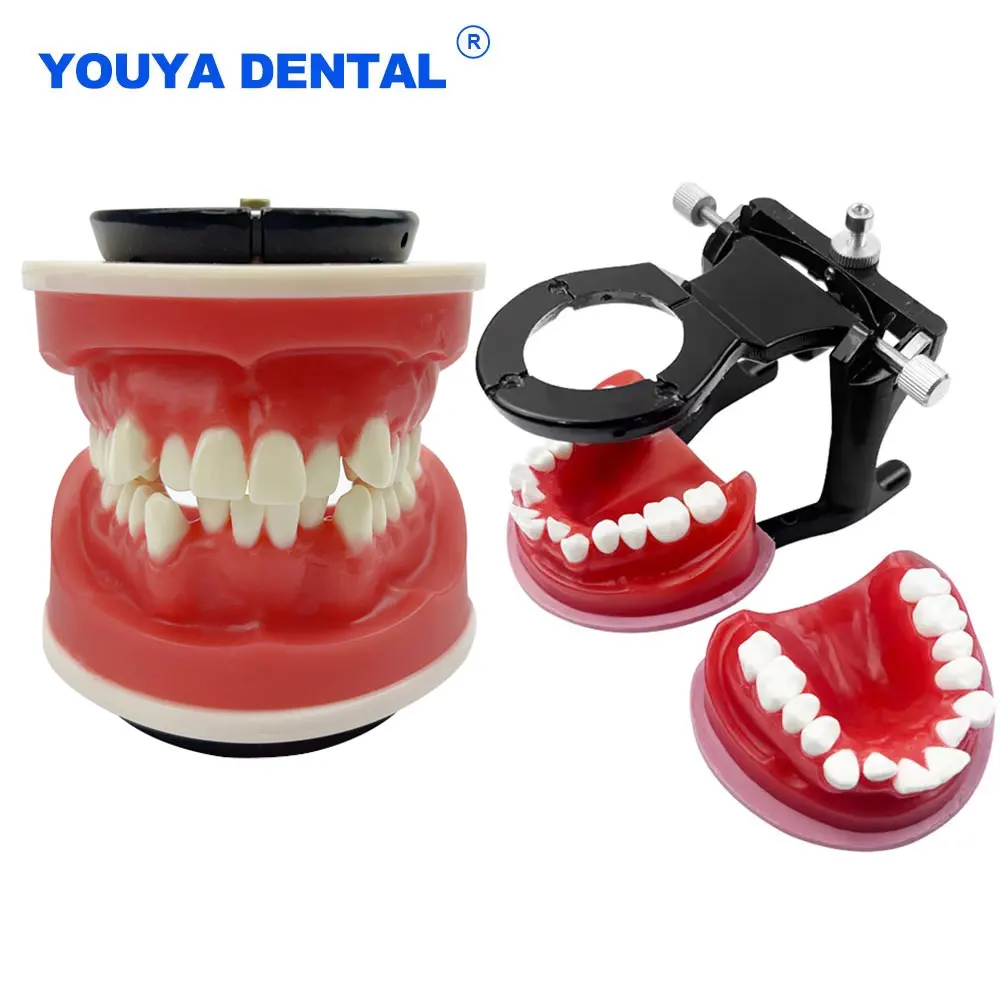 

Orthodontic Practice Model Dental Teeth Model with Red Wax Gum for Patient Teaching Study Communication Dentist Lab