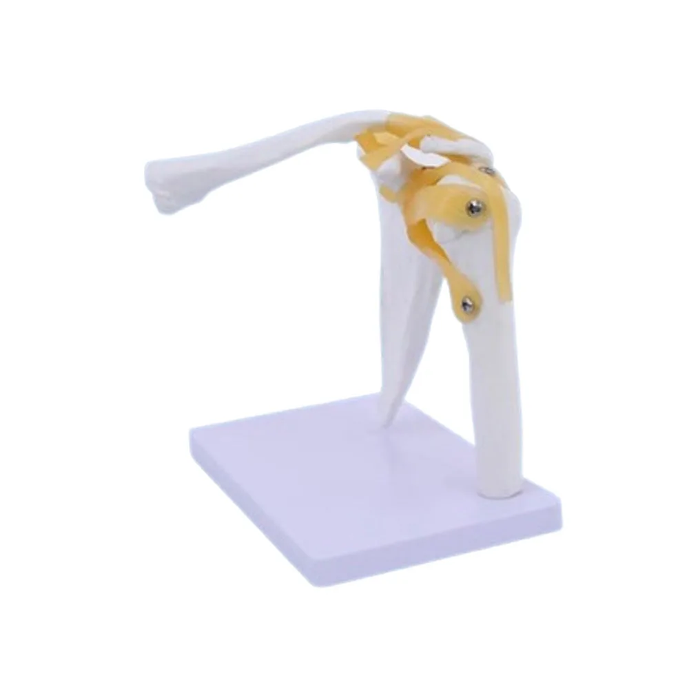 نموذج مفصل الكتف للهيكل العظمي البشري التشريحي الطبي للتدريس