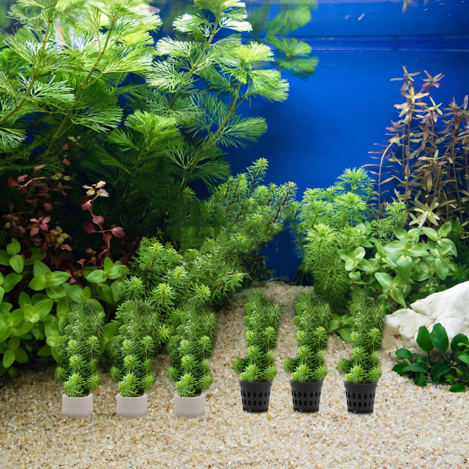 

15Pcs Water Plant Fixing Cups and Breathing Rings Set Durable Fish Tank Aquarium Plant Holders Fish Tank Breathing Ring