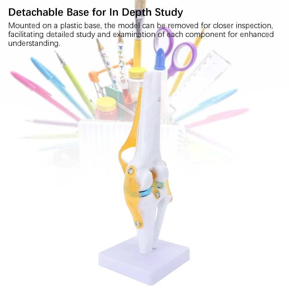 PVC Human Knee Joint Model Anatomical Shape Multi Colors Patella Model Life Size Detachable Structure Human Skeleton Joint Model