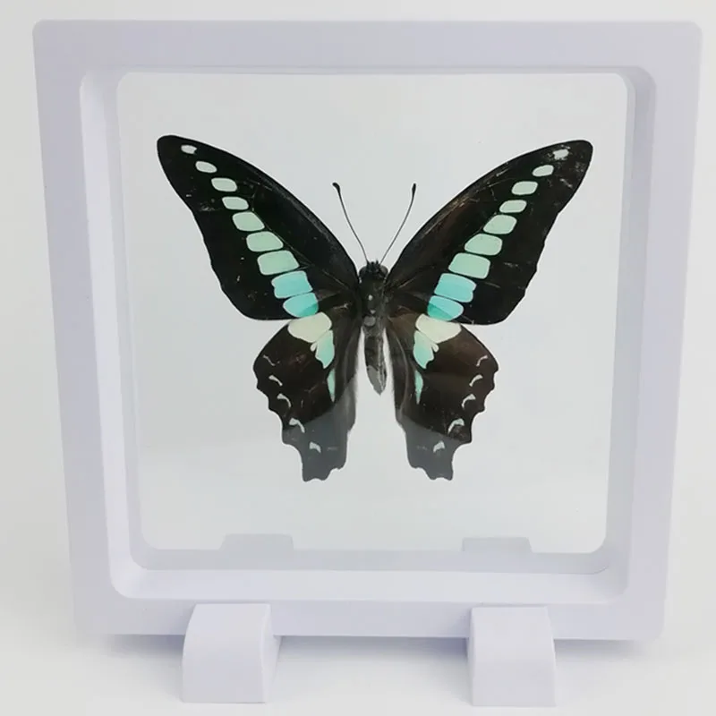 Butterfly Specimen Double-sided Display Dry Specimen Transparent Film Interlayer Suitabler Home Decoration Office Desk Ornaments