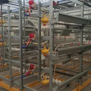 Broiler Chicken Raising System 'H' Typ Cage für Geflügelfarmausrüstung