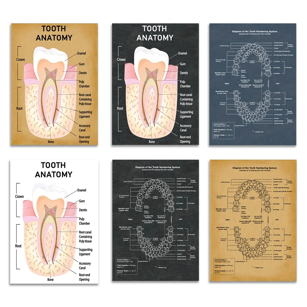 Dental art, diagram of human teeth, dental hygienist dental student gift orthodontist clinic decoration, dental anatomy poster