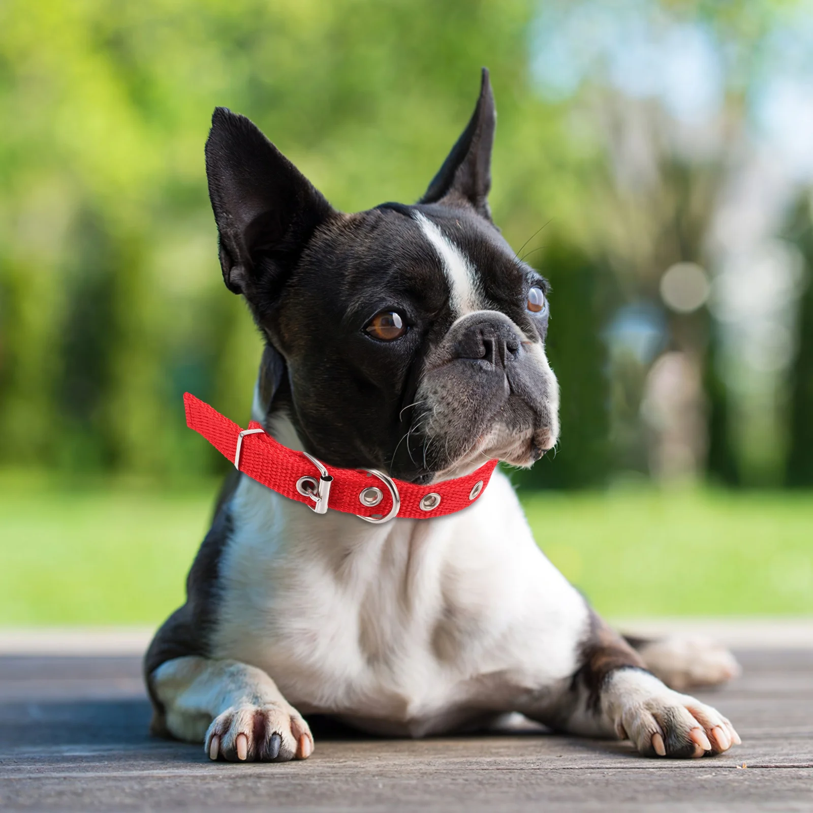 

Adjustable Pet Collar Soft Foam Puppy Dog Collar Wear-Resistant Cat Collars For Kittens Comfortable Alloy Buckle Multi-Use