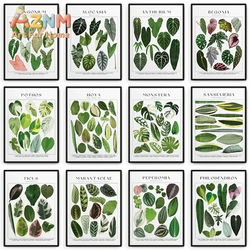 House Plant Identification Poster Botanical Names Picture Canvas Painting Wall Art for Living Room Home Decor Plants Lover Gift