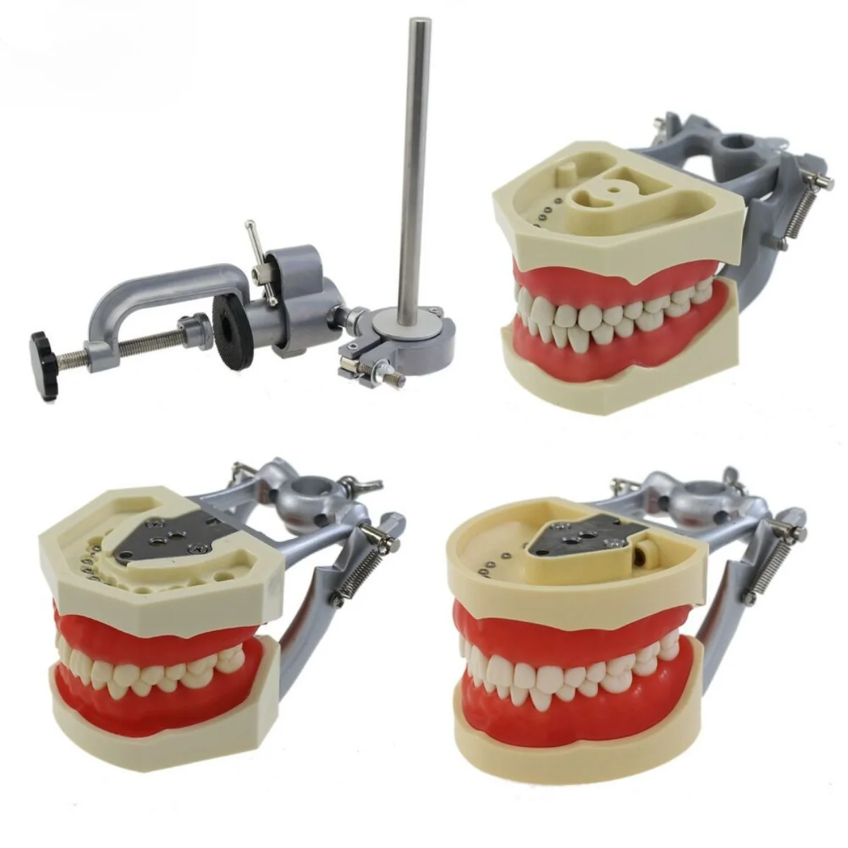 Dental Typodont Teeth Model Mounting Pole Fit Columbia, Kilgore Nissin, Frasaco and Other Name Brand Typodonts and Dentoforms