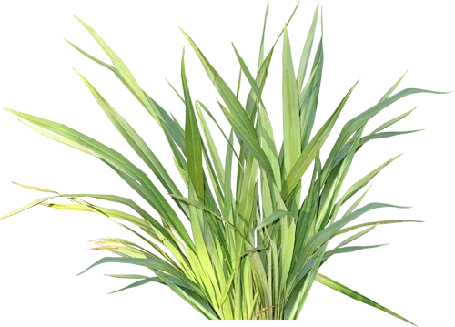 

Nostalgic Chaplin Shaker Engraving Stainless Steel Cocktail Boston Bar Shaker Cocktail Set