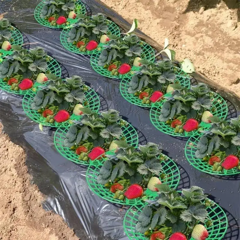 (BF06)Strawberry Plant Support Stand With Legs, Plastic Round Growing Rack To Keep Berries Clean & Prevent Rot