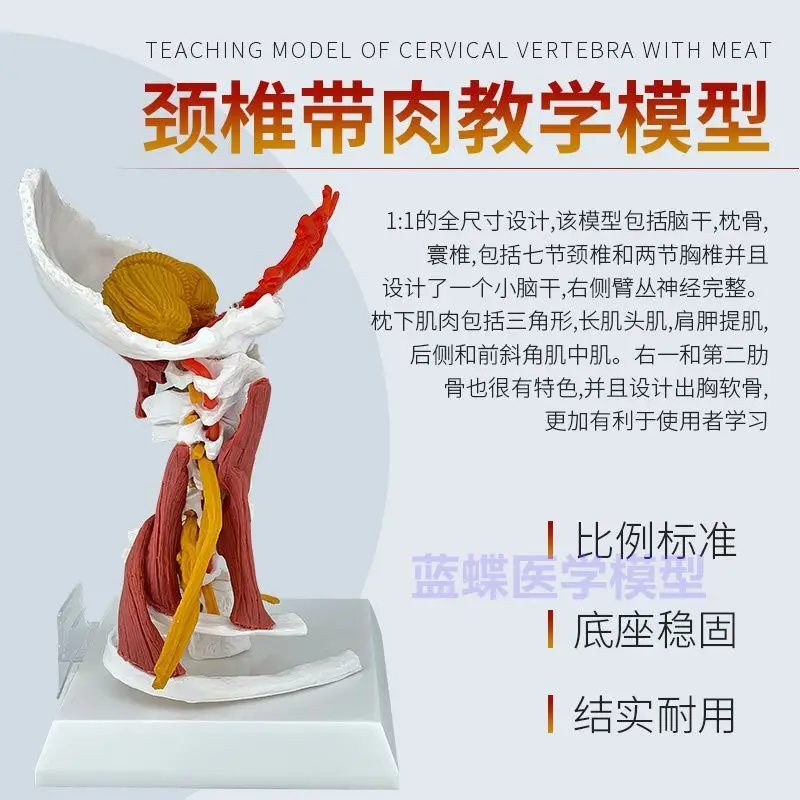 High quality Medical Cervical Spine Model Brachial Plexus Musculature Model Simulated Human Skeletal Specimen Model Atlantoaxial