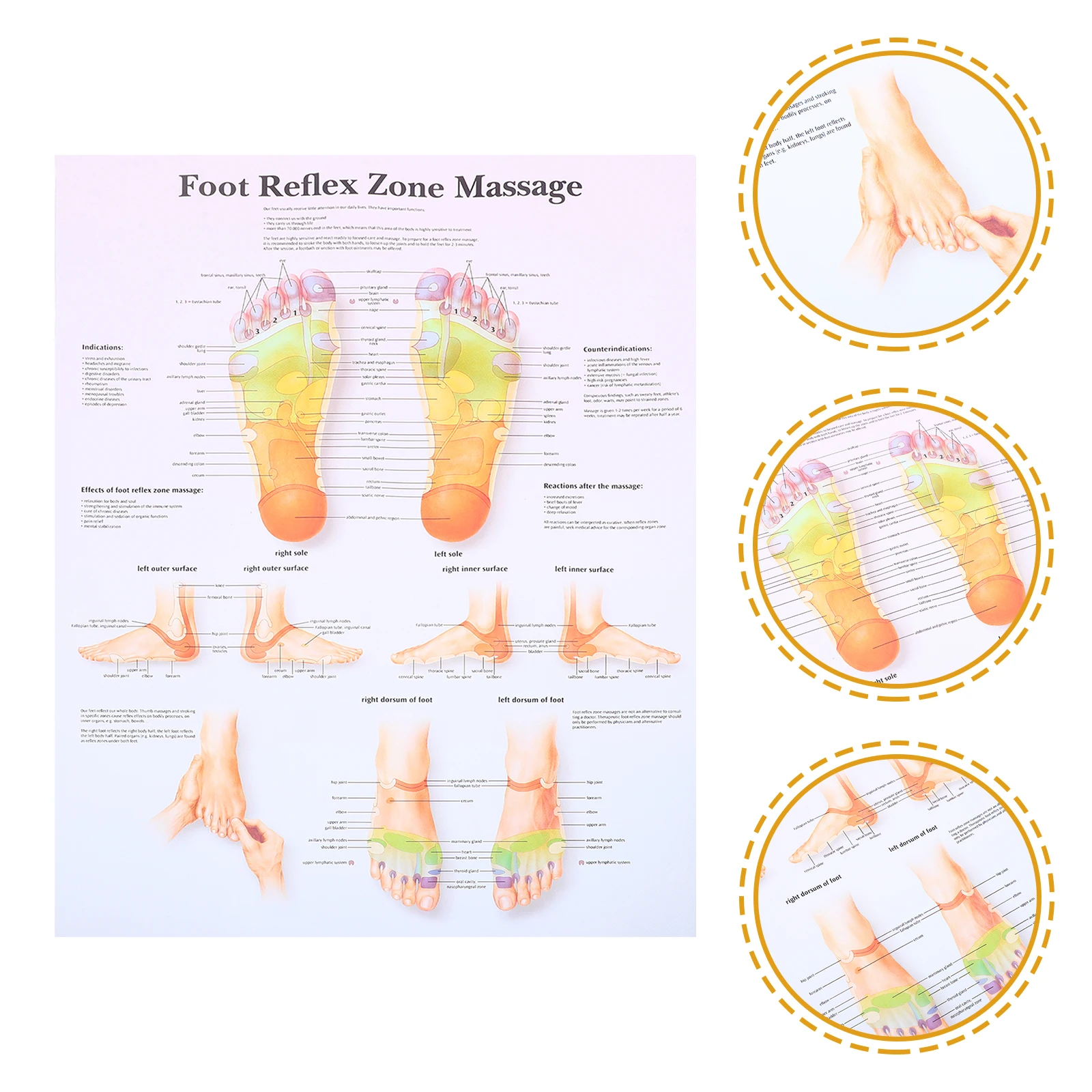 

Foot Reflexology Chart Poster For Medical Study Stain-Resistant Wall Art Home Office Decorations Teaching Tool