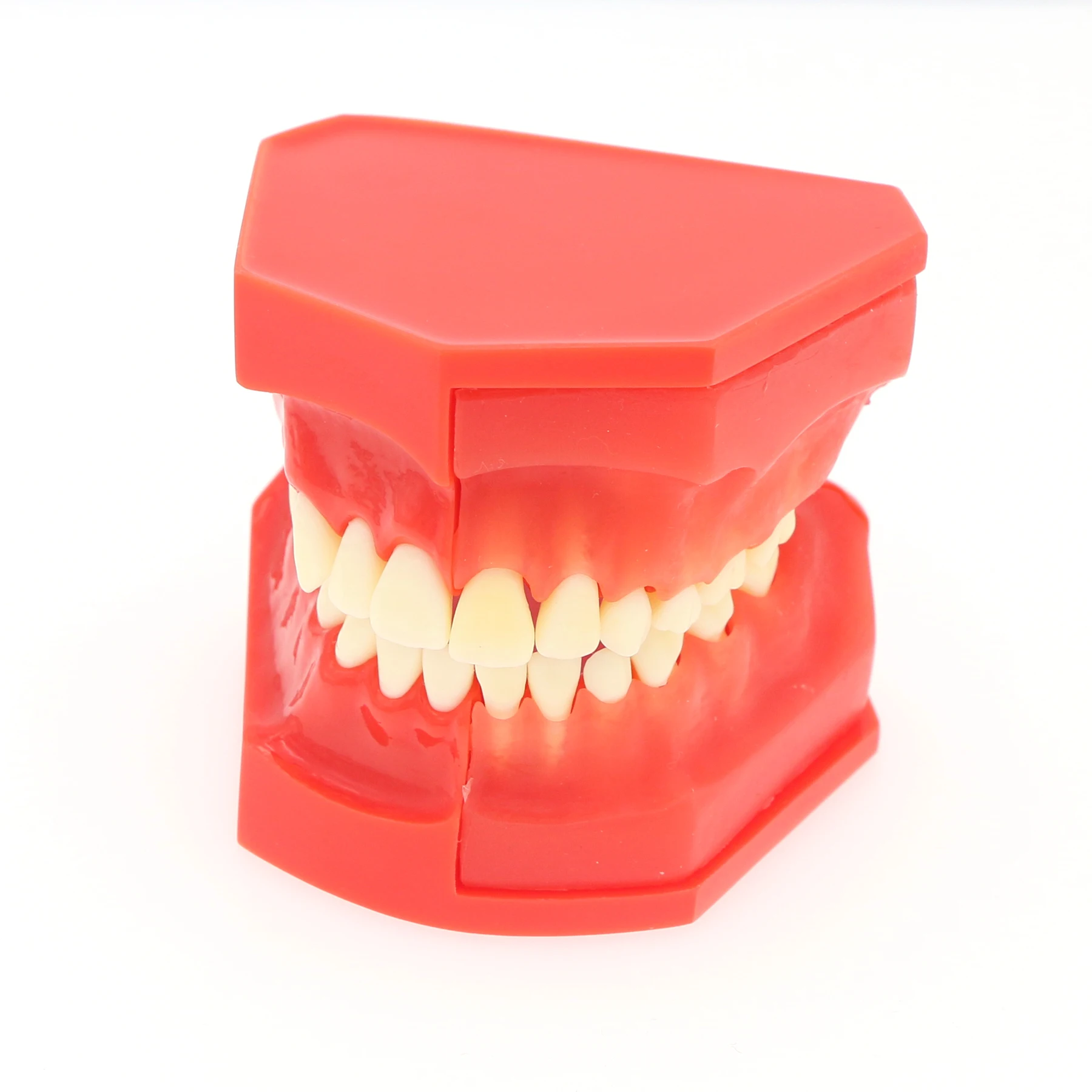 

M7013 Mixed Dentition Teeth Model Removable Red Gum Jaw Primary Permanent Mixed Tooth Development Demonstration Model