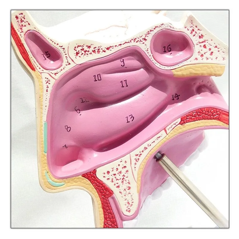 Marked with  Human Nasal Cavity Anatomical Model ENT Model Accessory Frontal Sinus Sphenoid Sinus Maxillary Nose Structure Model