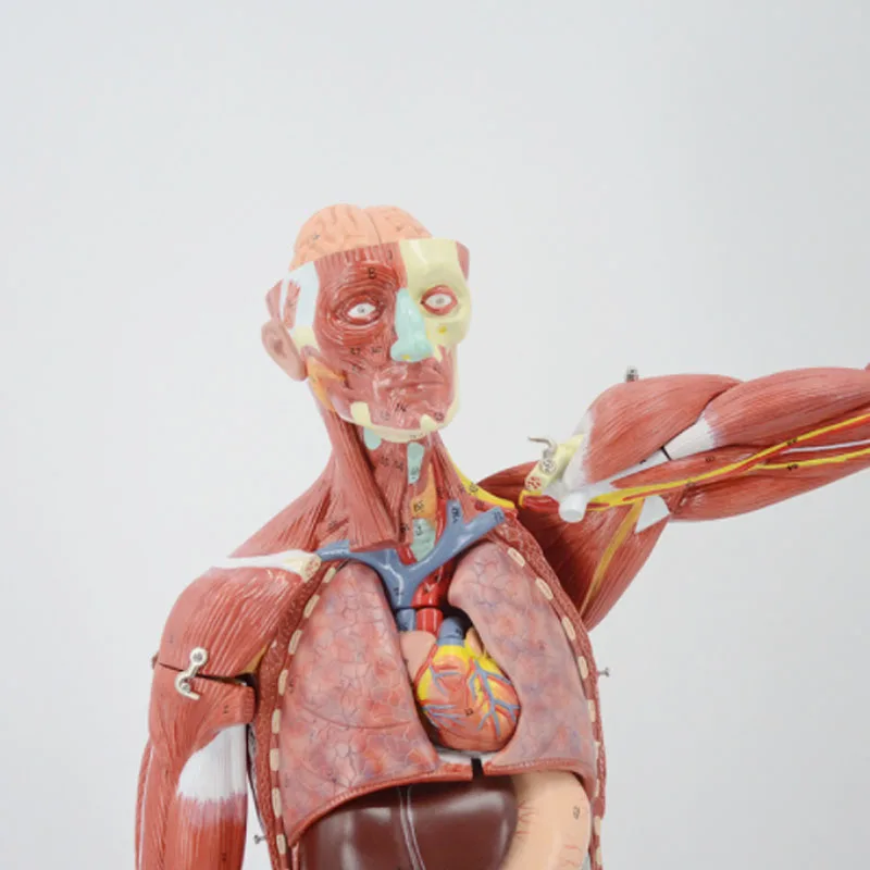 DARHMMY 80CM Human Muscular Figure 27 Parts Muscular Anatomy Model Half Life Size PVC Material Model With Stand School Teaching